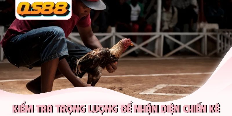 Thủ Thuật Đá Gà Thomo Và Bí Kíp Chọn Chiến Kê Từ Chuyên Gia 4 Kiểm tra trọng lượng để nhận diện lợi thế chiến kê