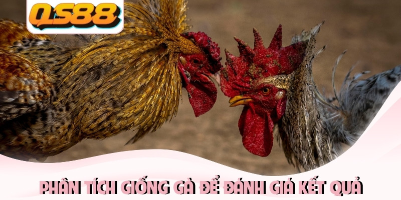 Phân tích giống gà để đánh giá kết quả