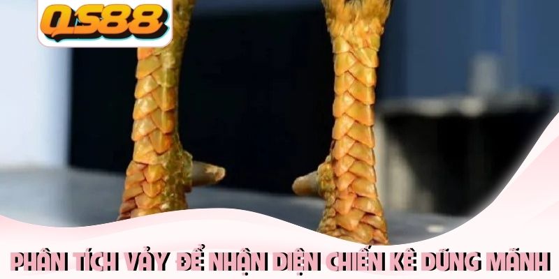 Thủ Thuật Đá Gà Thomo Và Bí Kíp Chọn Chiến Kê Từ Chuyên Gia 3 Phân tích vảy để nhận diện chiến kê dũng mãnh