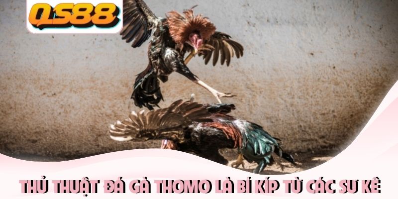 Thủ Thuật Đá Gà Thomo Và Bí Kíp Chọn Chiến Kê Từ Chuyên Gia 1 Thủ thuật đá gà Thomo là bí kíp từ các sư kê