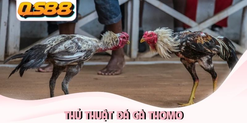 Thủ Thuật Đá Gà Thomo Và Bí Kíp Chọn Chiến Kê Từ Chuyên Gia 4 Thủ thuật đá gà Thomo
