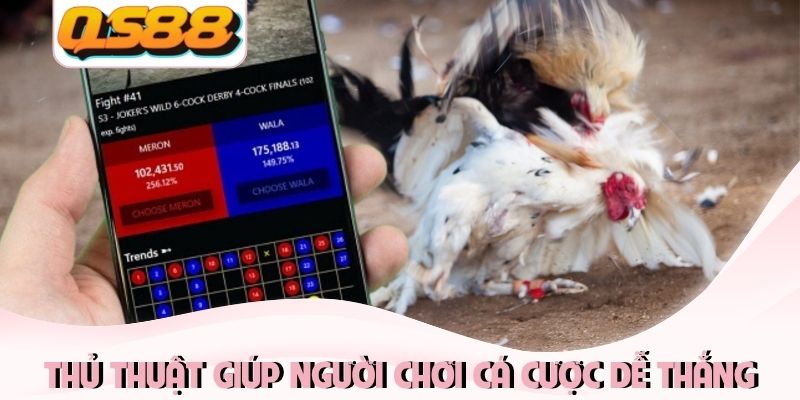 Thủ Thuật Đá Gà Thomo Và Bí Kíp Chọn Chiến Kê Từ Chuyên Gia 2 Thủ thuật từ cao thủ giúp người chơi cá cược dễ thắng