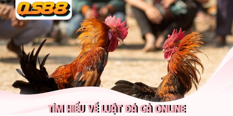Tìm hiểu về luật đá gà online